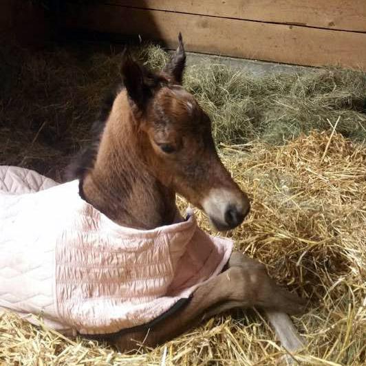 2017 Filly by Treble's Master Player x Newmont's Byzy Sister