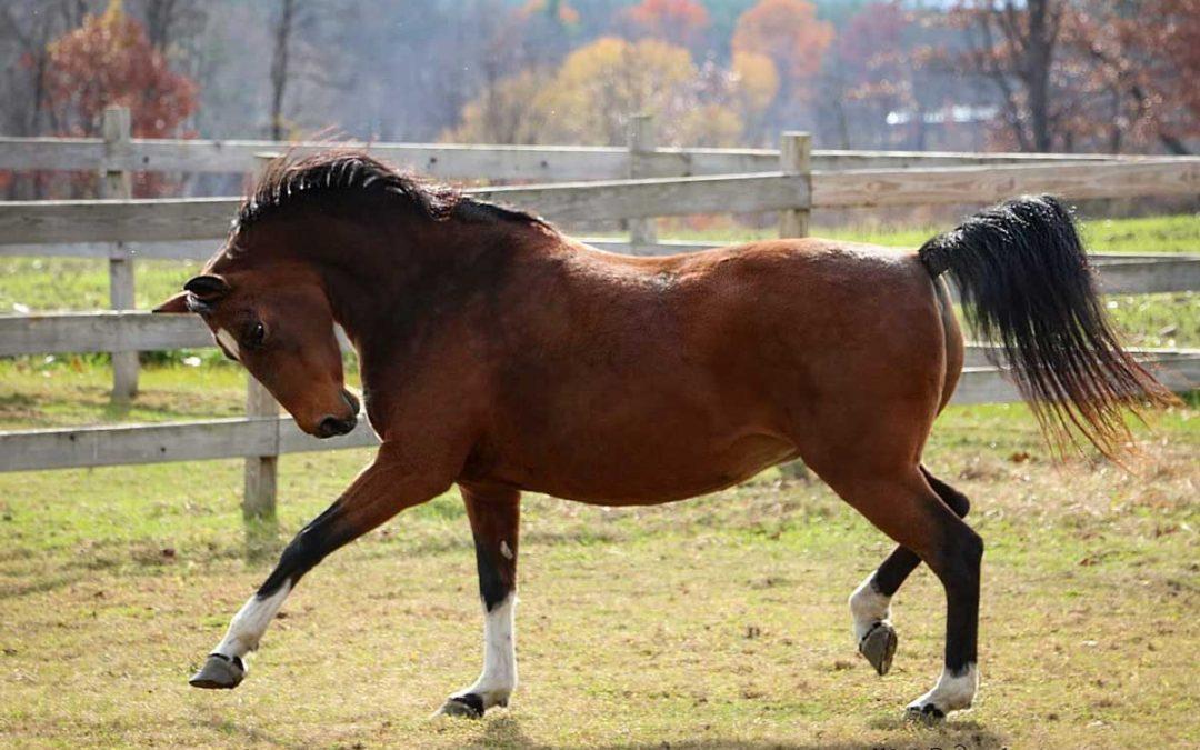 Paint Rock’s Saffire