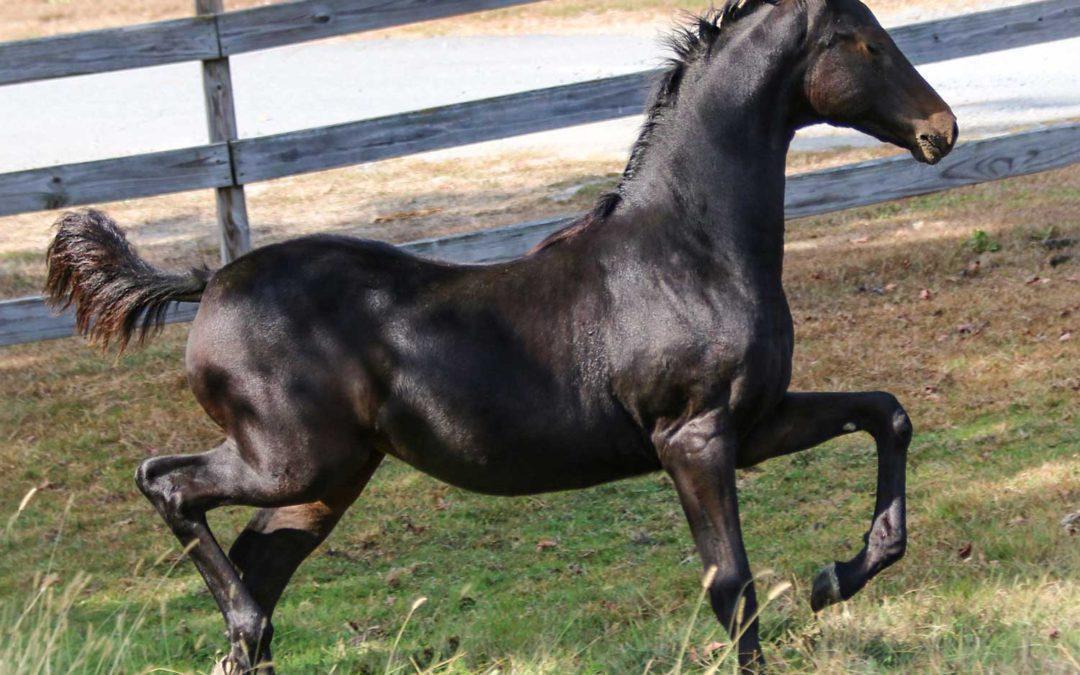 Newmont’s Bobbi Jean