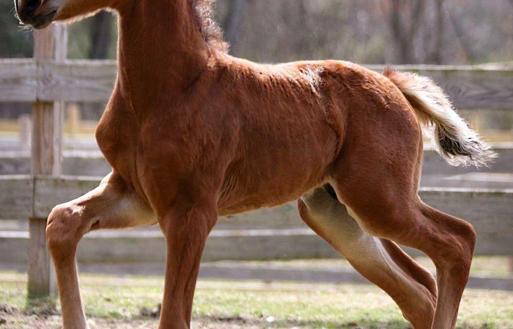 Newmont’s Rising Star