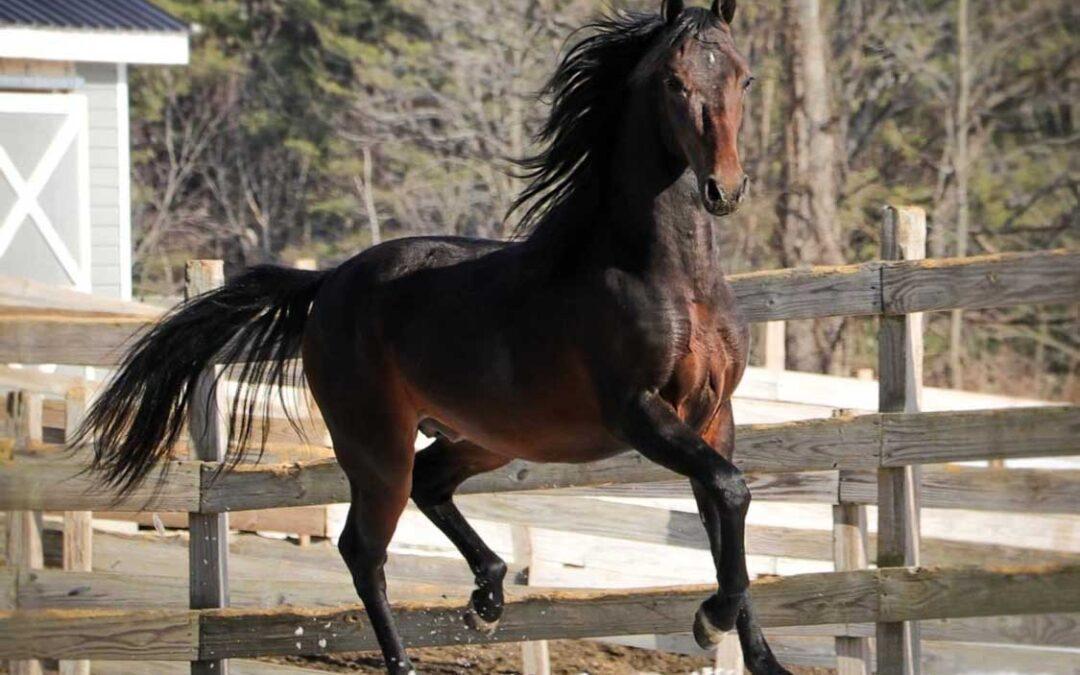 Newmont’s Final Answer