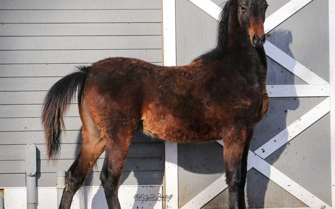 Newmont’s Valiant Spirit