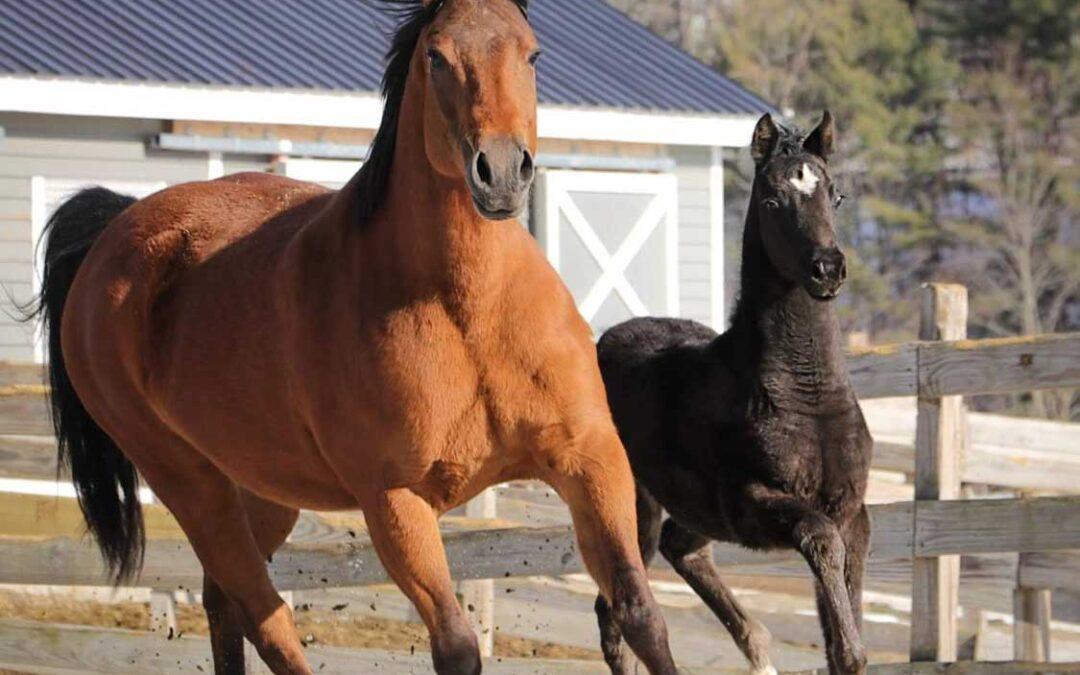 Newmont’s Get Ready