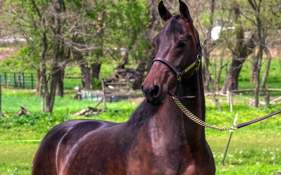 Newmont’s Miss Right