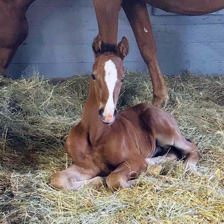 Our first 2023 foals are here!