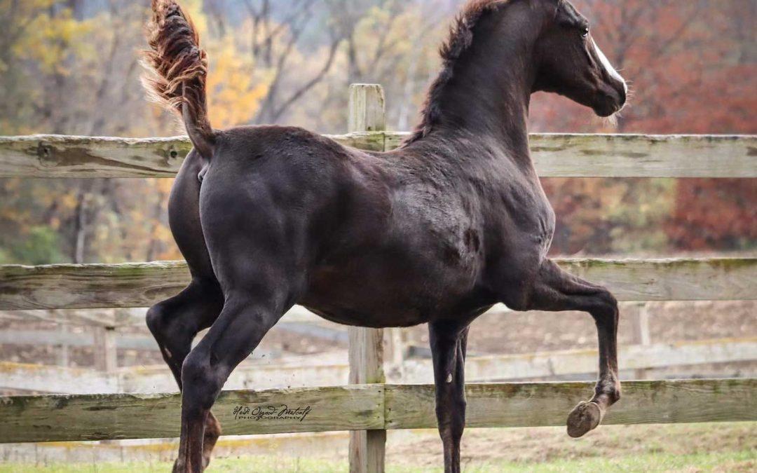 Newmont’s Heir Borne