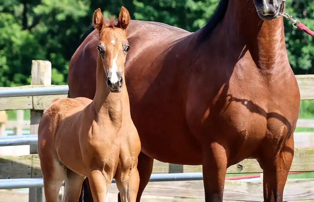 Valley Acres Miranda