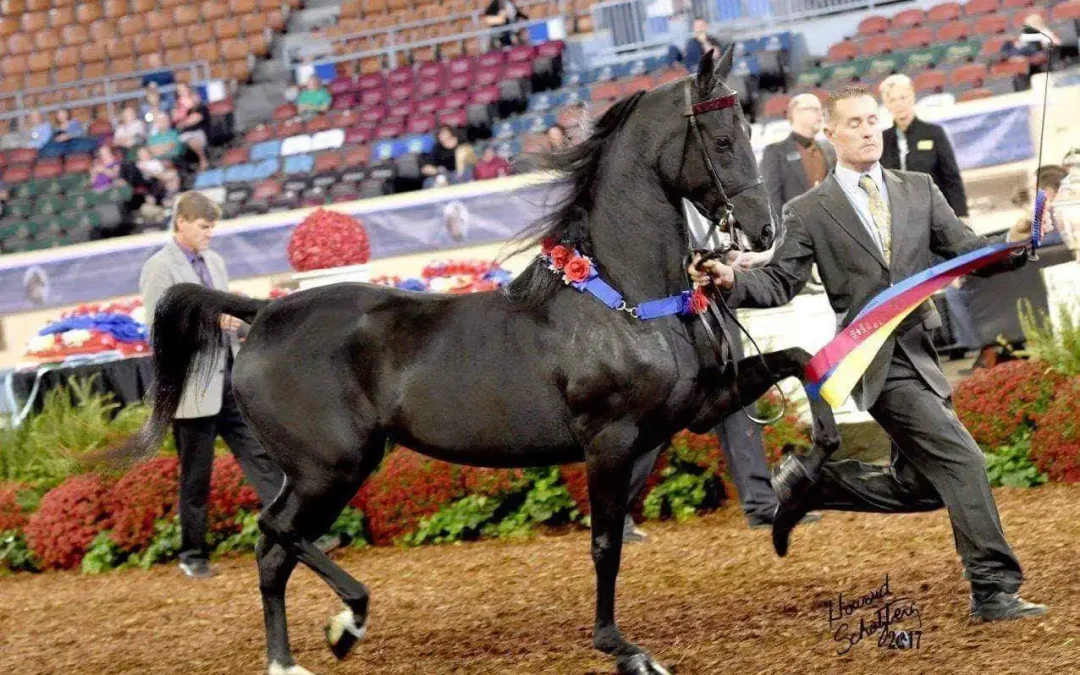 Merriehill Nighty Night CH