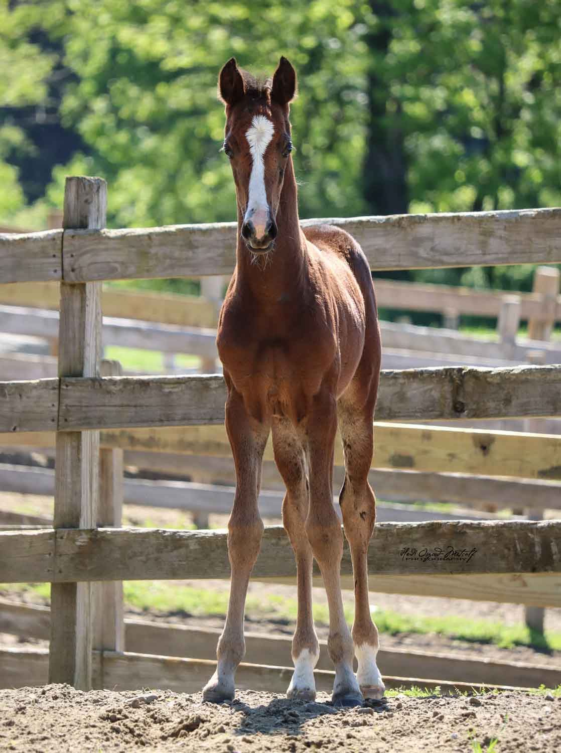 Newmont's Madeline newmont's madeline