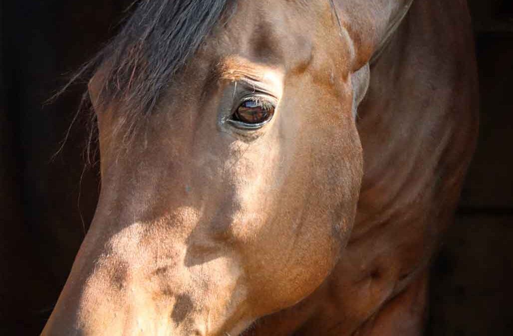 BJB’s Lucy With Diamonds
