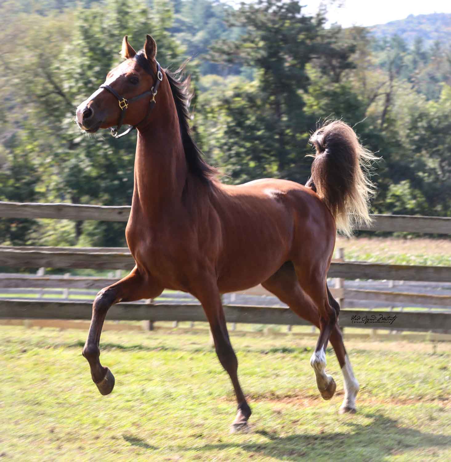 Newmont’s Bugle Boy